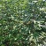 无花果苗基地批发波姬红金傲芬芭劳奈斯特拉青皮