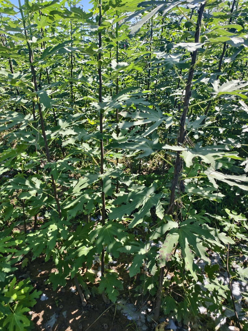 无花果苗基地批发波姬红金傲芬芭劳奈斯特拉青皮