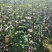 无花果苗基地批发波姬红金傲芬芭劳奈斯特拉青皮
