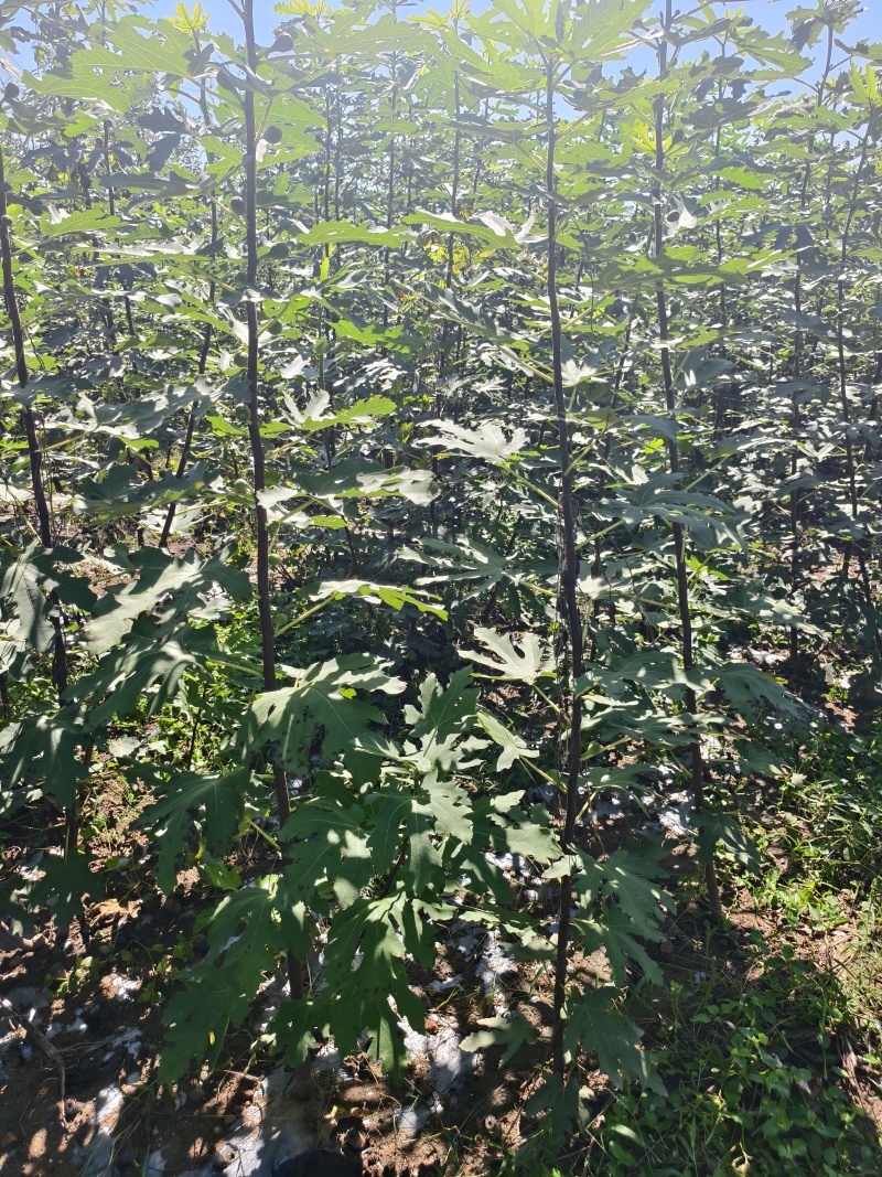 无花果苗基地批发波姬红金傲芬芭劳奈斯特拉青皮