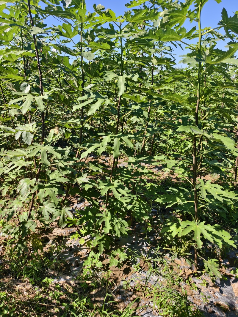 无花果苗基地批发波姬红金傲芬芭劳奈斯特拉青皮