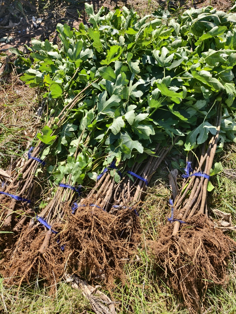 无花果苗基地批发波姬红金傲芬芭劳奈斯特拉青皮