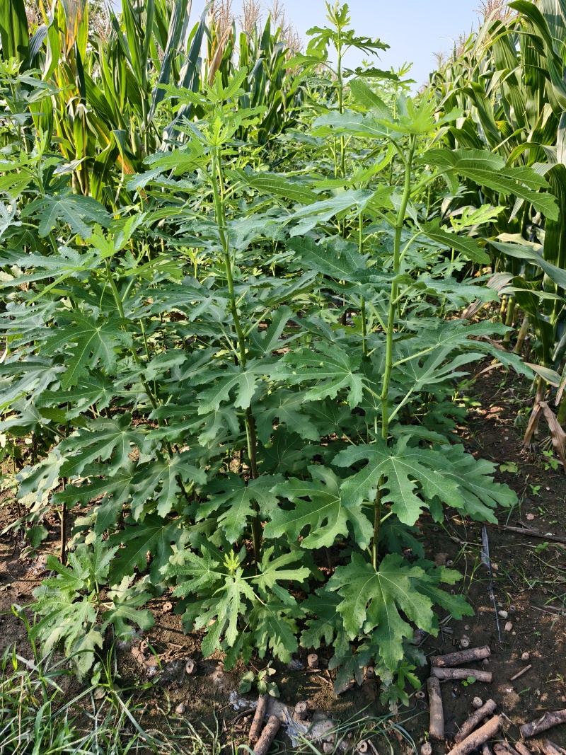 无花果苗基地批发波姬红金傲芬芭劳奈斯特拉青皮