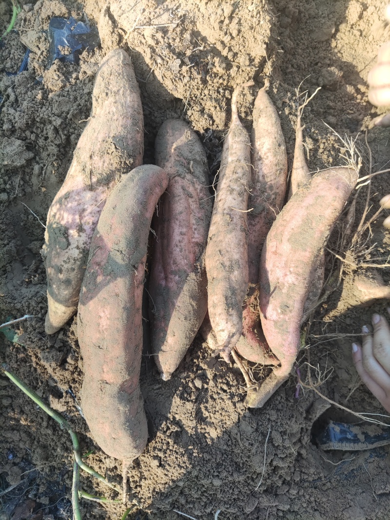菏泽市牡丹区胡集镇黄屯村沙土地种植的地瓜哈密