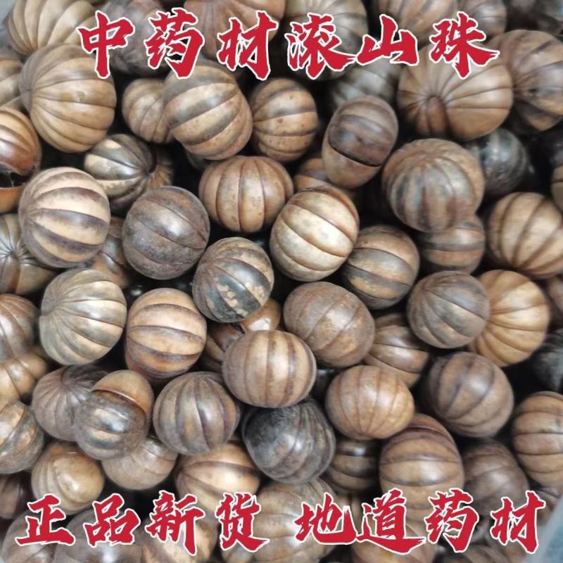 滚山虫滚山珠中药材正品诚信经营中药材合作共赢