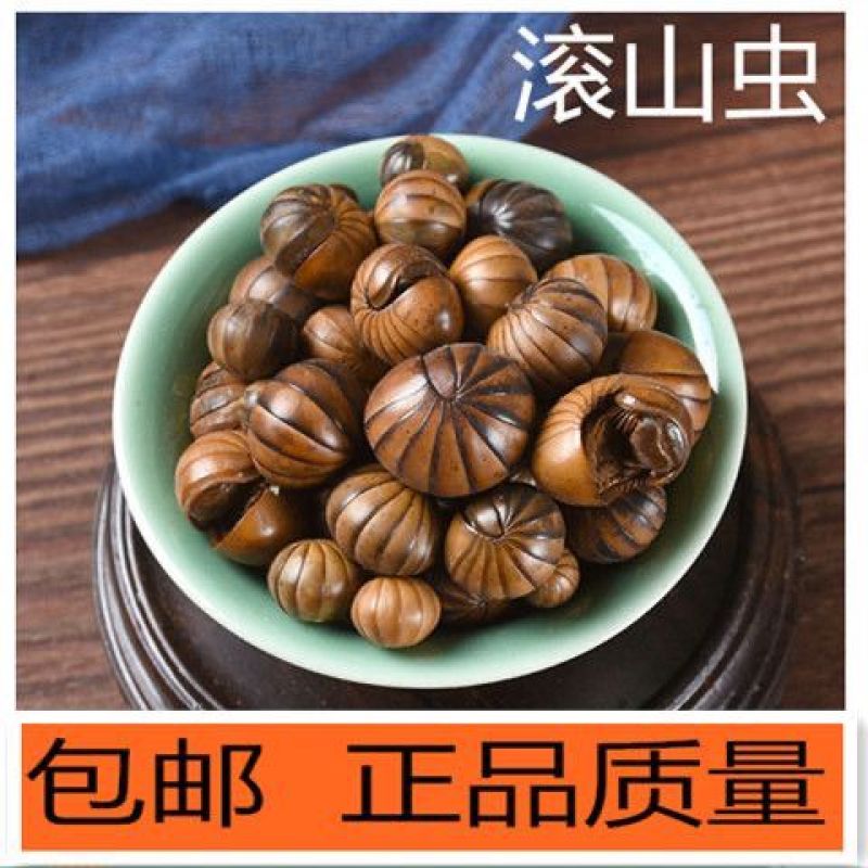 滚山虫滚山珠中药材正品诚信经营中药材合作共赢