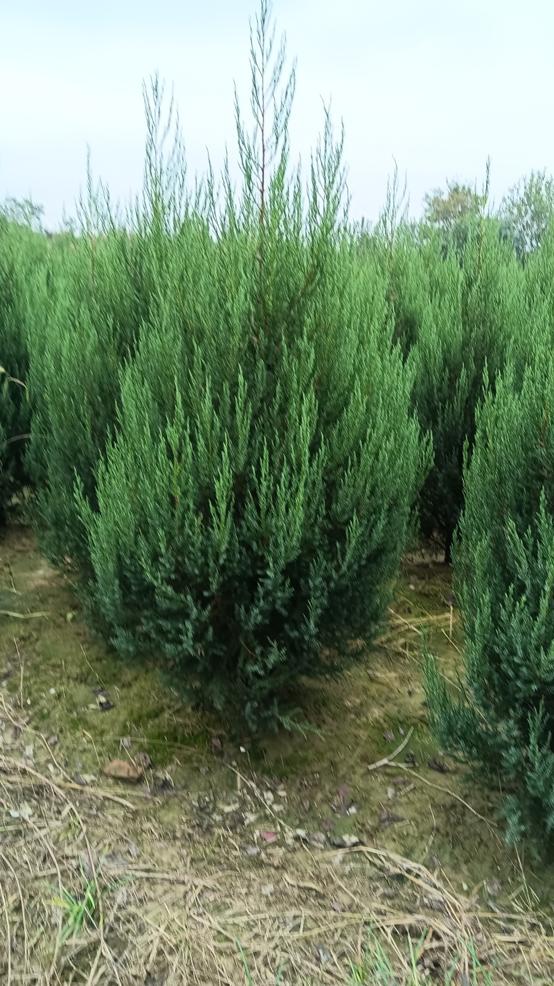 1.5河南桧刺柏