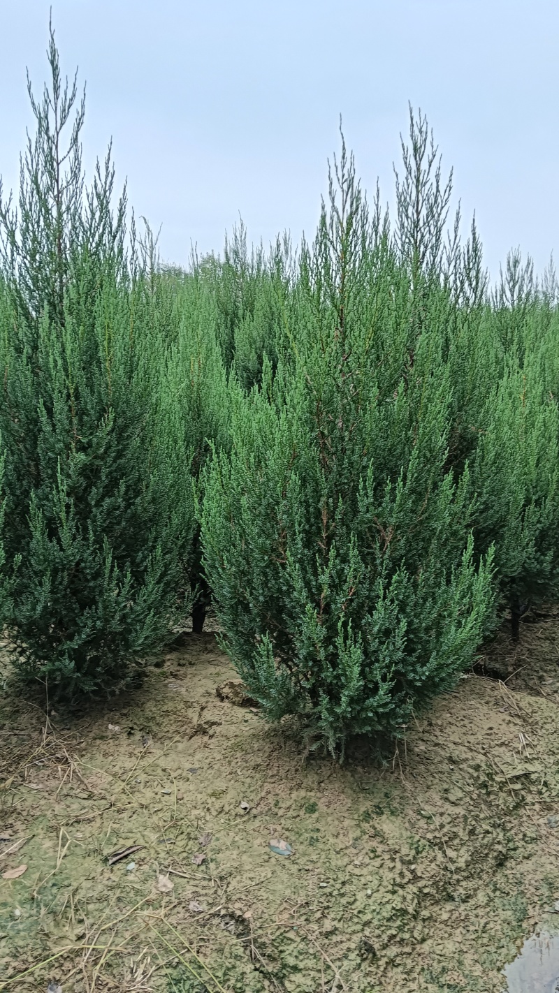 1.5河南桧刺柏