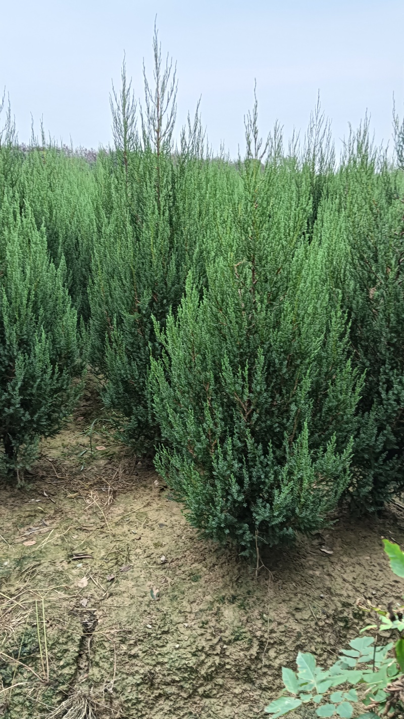 1.5河南桧刺柏