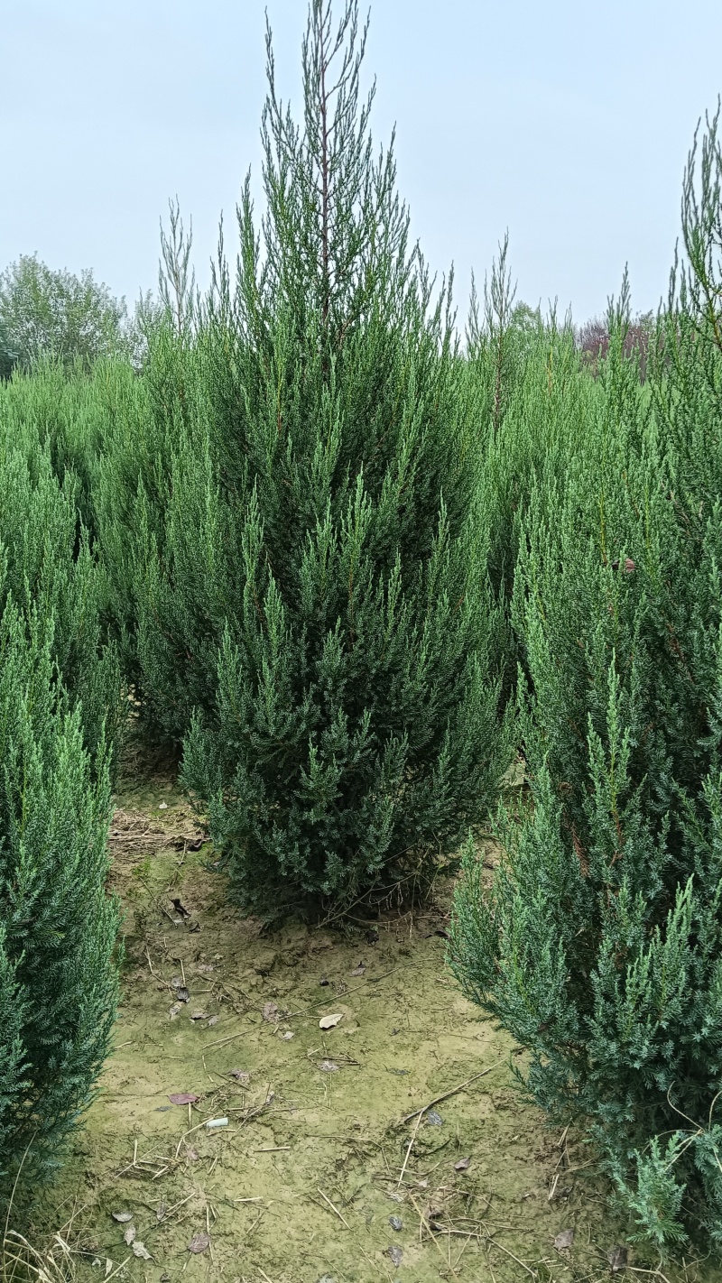 1.5河南桧刺柏