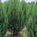 1.5河南桧刺柏