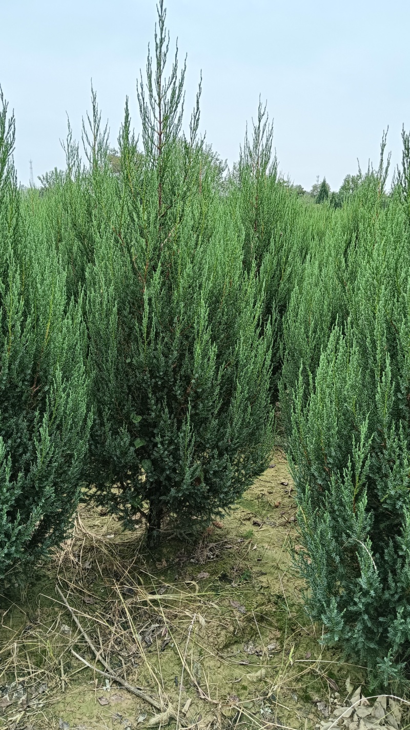 1.5河南桧刺柏