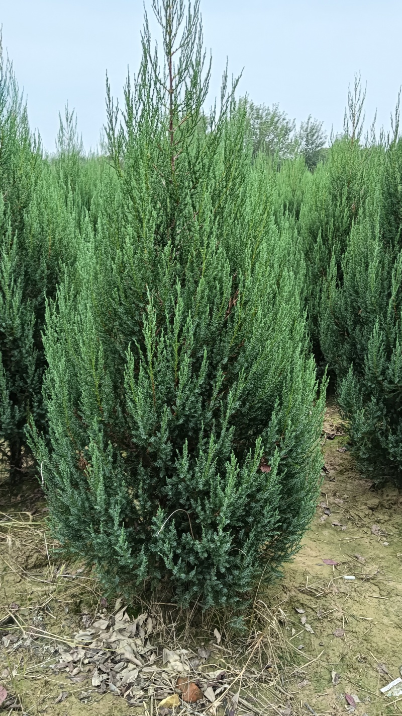 1.5河南桧刺柏
