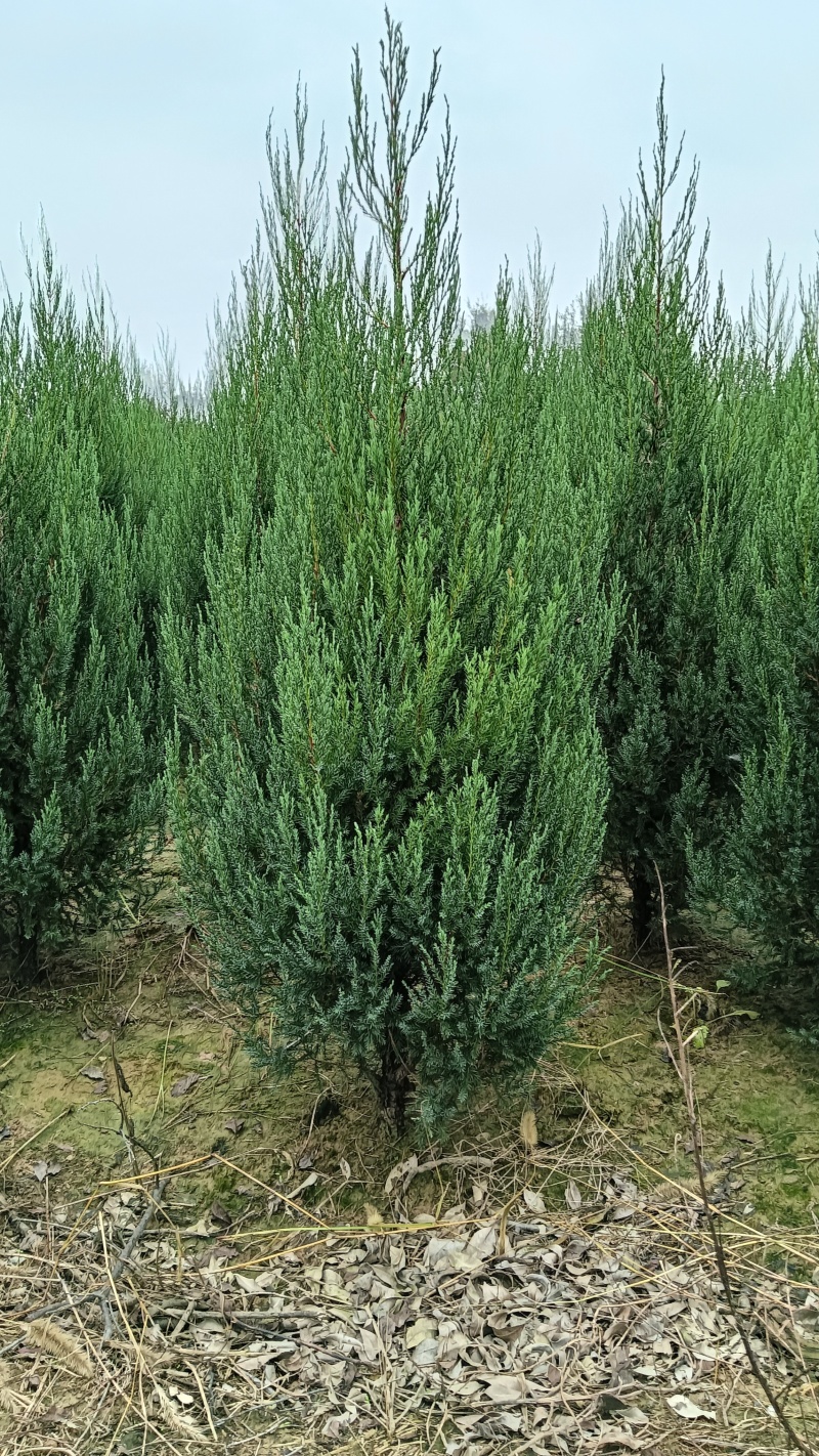 1.5河南桧刺柏