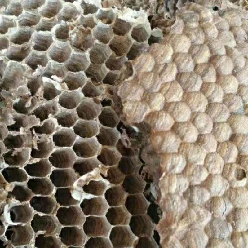 蜂房中药材大眼蜂房整个蜂房露蜂房马蜂窝诚信经营中药材