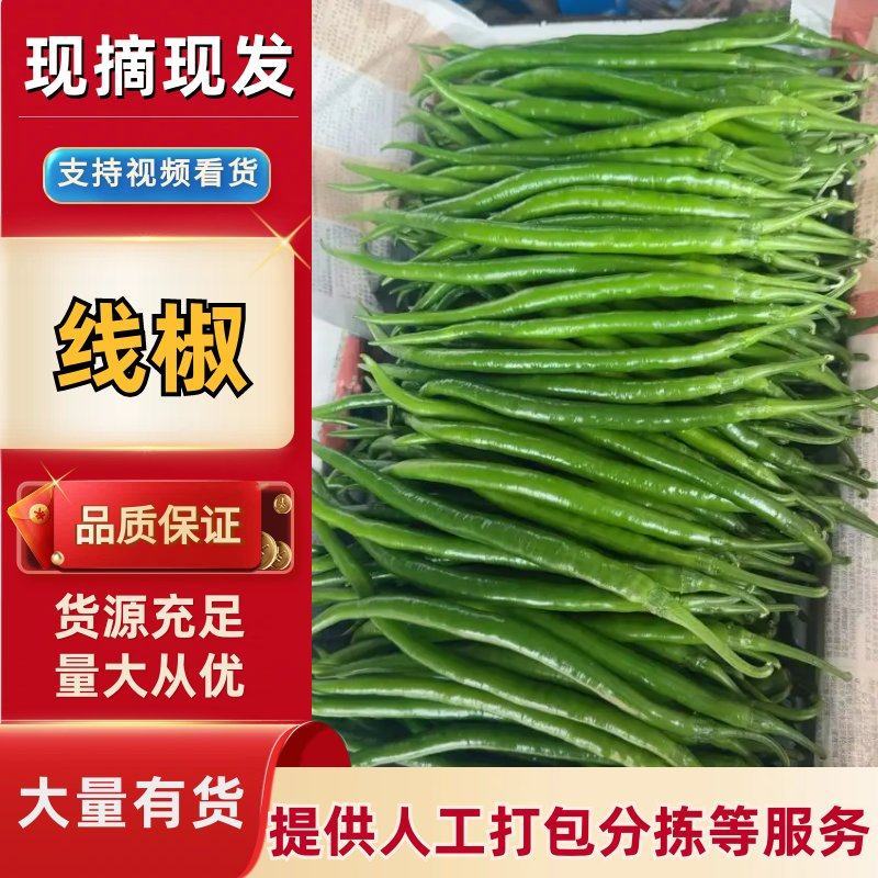 精品线椒内黄县产地直发保质保量，各种优质辣椒
