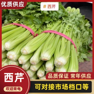 【芹菜】实力店铺精选西芹大量上市现挖现发