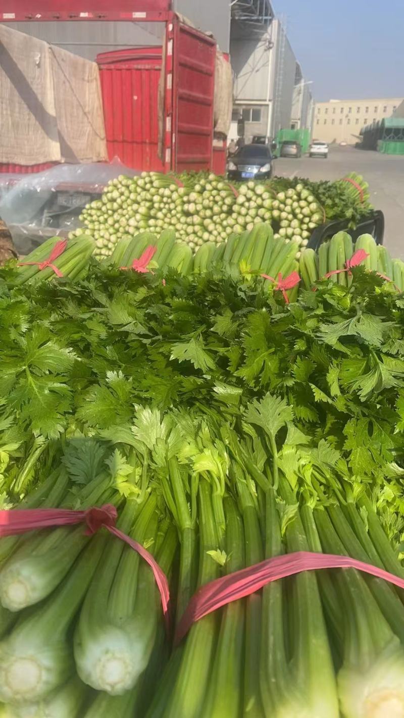 【芹菜】实力店铺精选西芹大量上市现挖现发