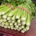 【芹菜】实力店铺精选西芹大量上市现挖现发