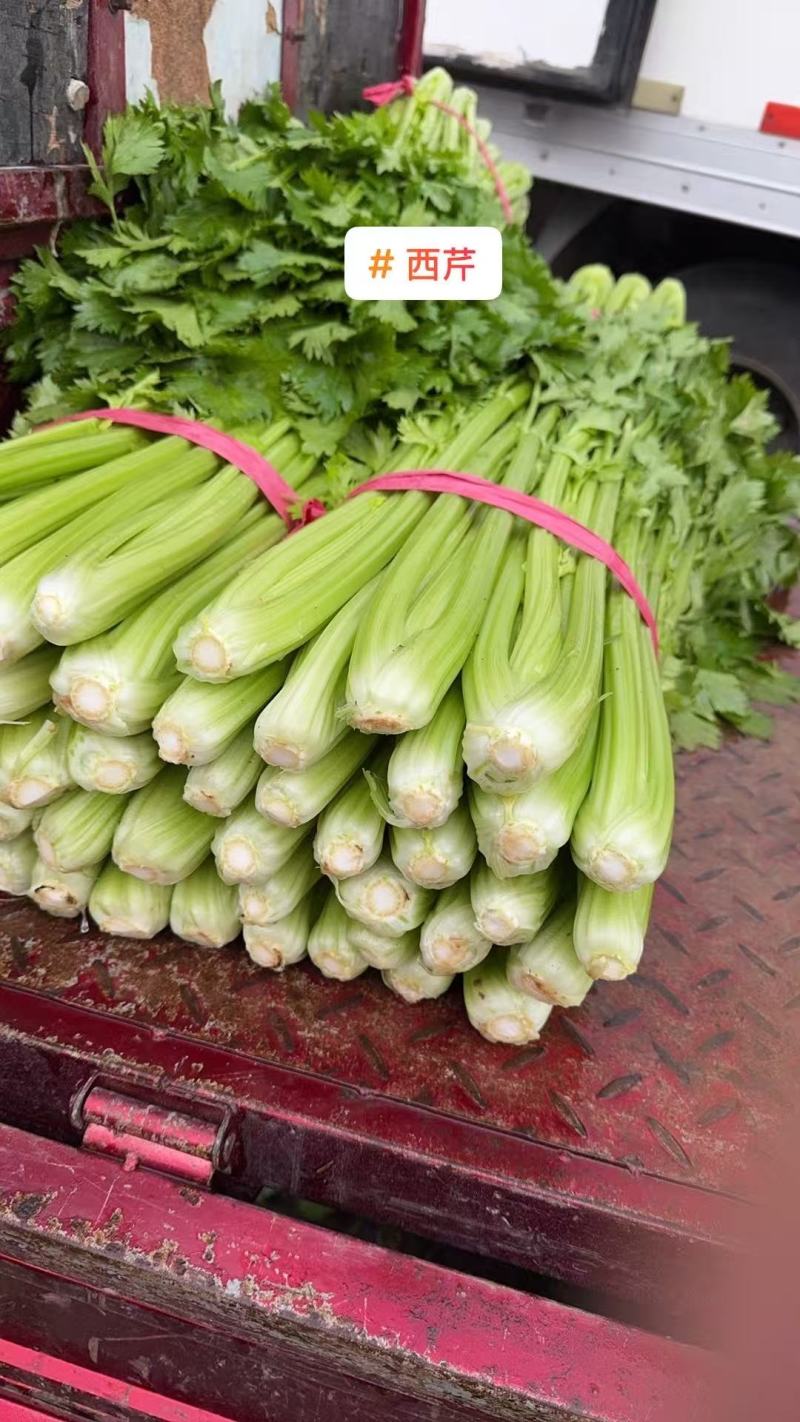 【芹菜】实力店铺精选西芹大量上市现挖现发