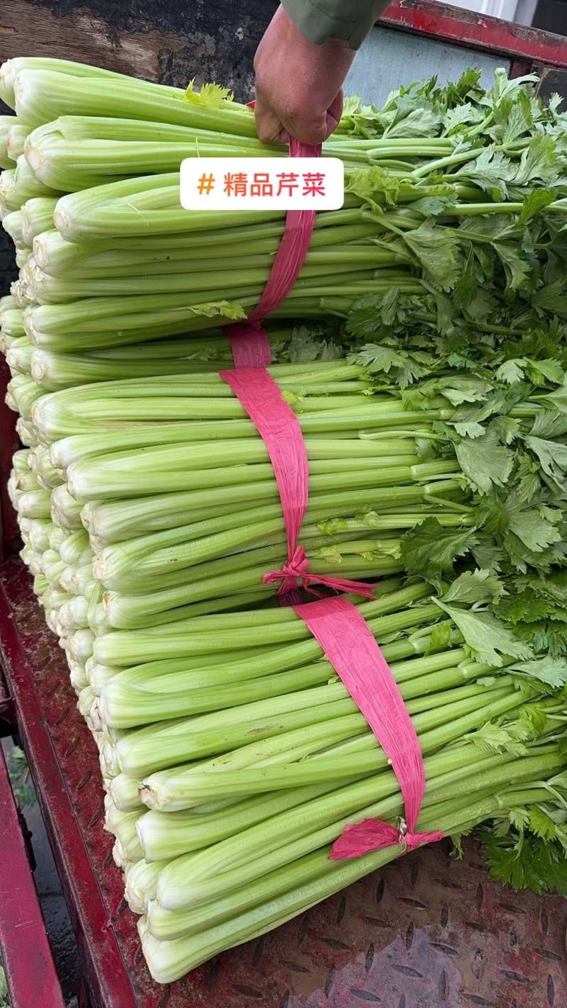 【芹菜】实力店铺精选西芹大量上市现挖现发