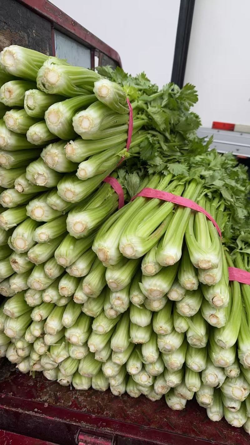 【芹菜】实力店铺精选西芹大量上市现挖现发