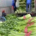 【芹菜】实力店铺精选西芹大量上市现挖现发