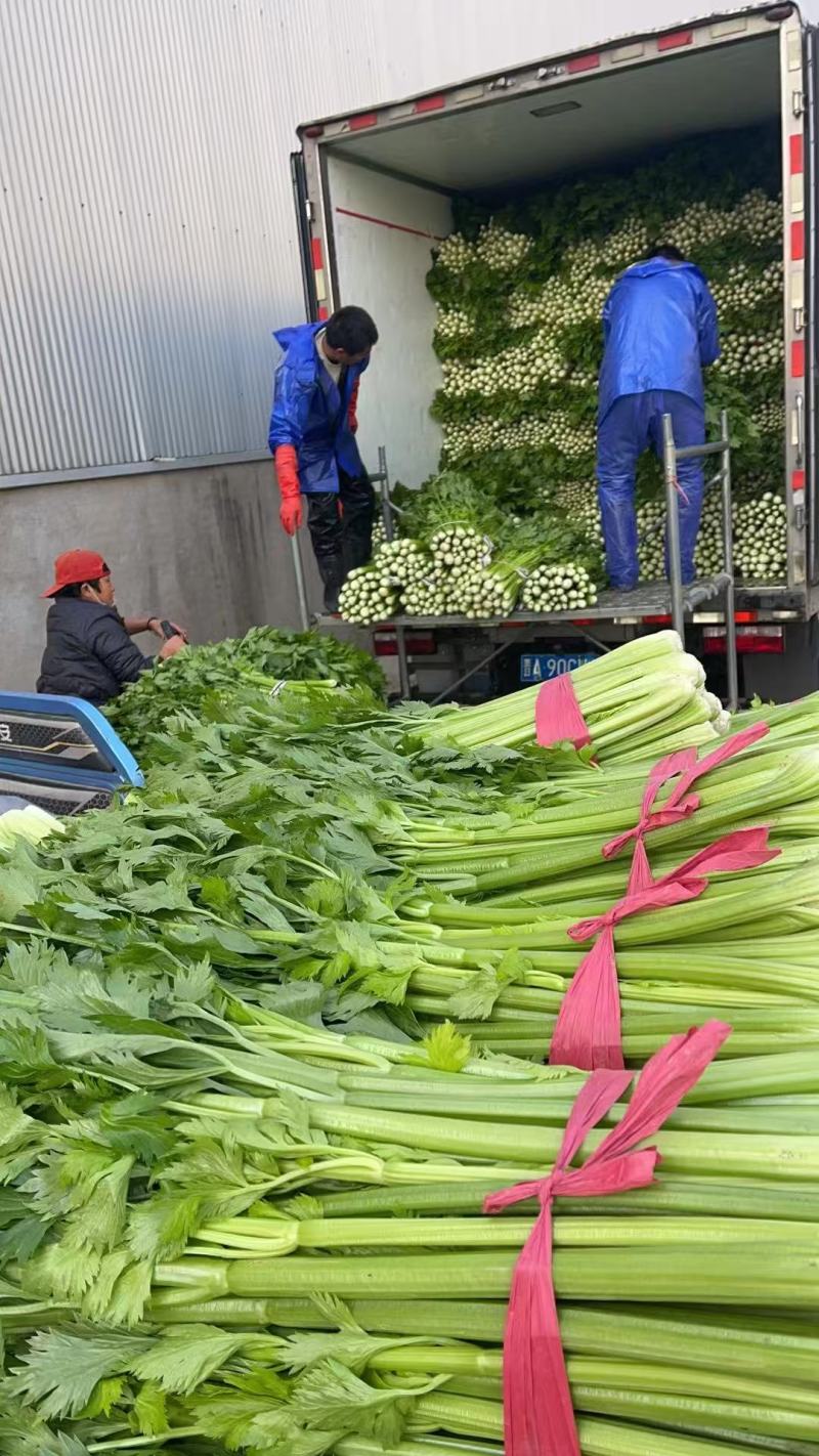 【芹菜】实力店铺精选西芹大量上市现挖现发