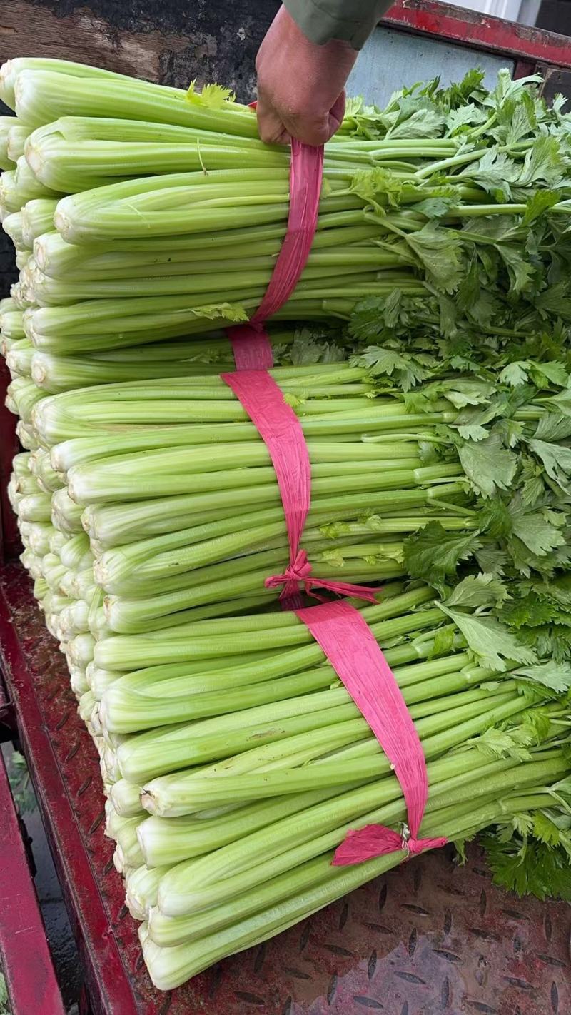 【芹菜】实力店铺精选西芹大量上市现挖现发
