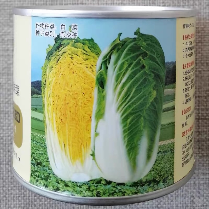 上汤娃娃菜种子杂交迷你黄心小白菜娃娃菜种籽内叶金黄