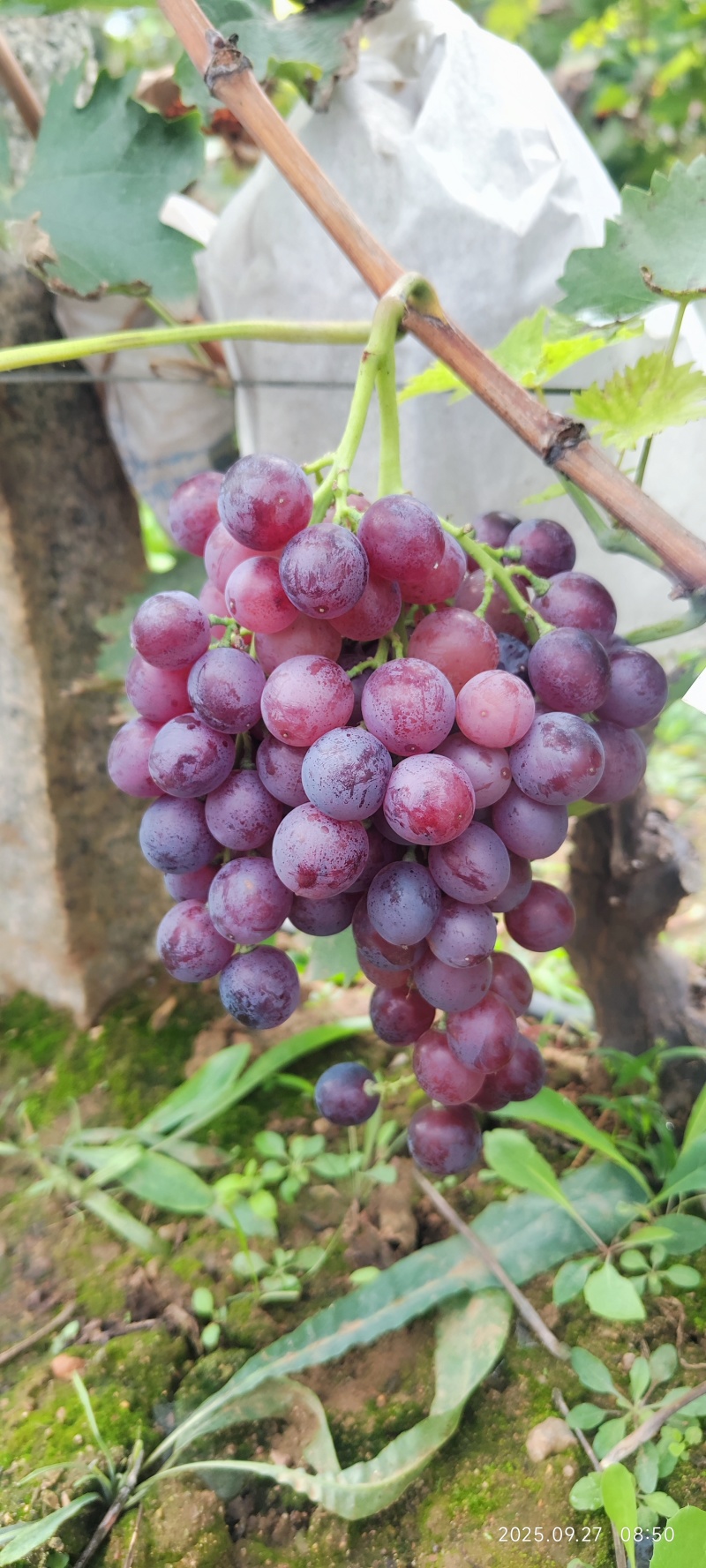 山东蓬莱巨峰