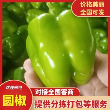 【圆椒】菜椒实力推荐保质保量安阳内黄产地直发辣椒