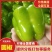 【圆椒】菜椒实力推荐保质保量安阳内黄产地直发辣椒