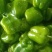 【圆椒】菜椒实力推荐保质保量安阳内黄产地直发辣椒