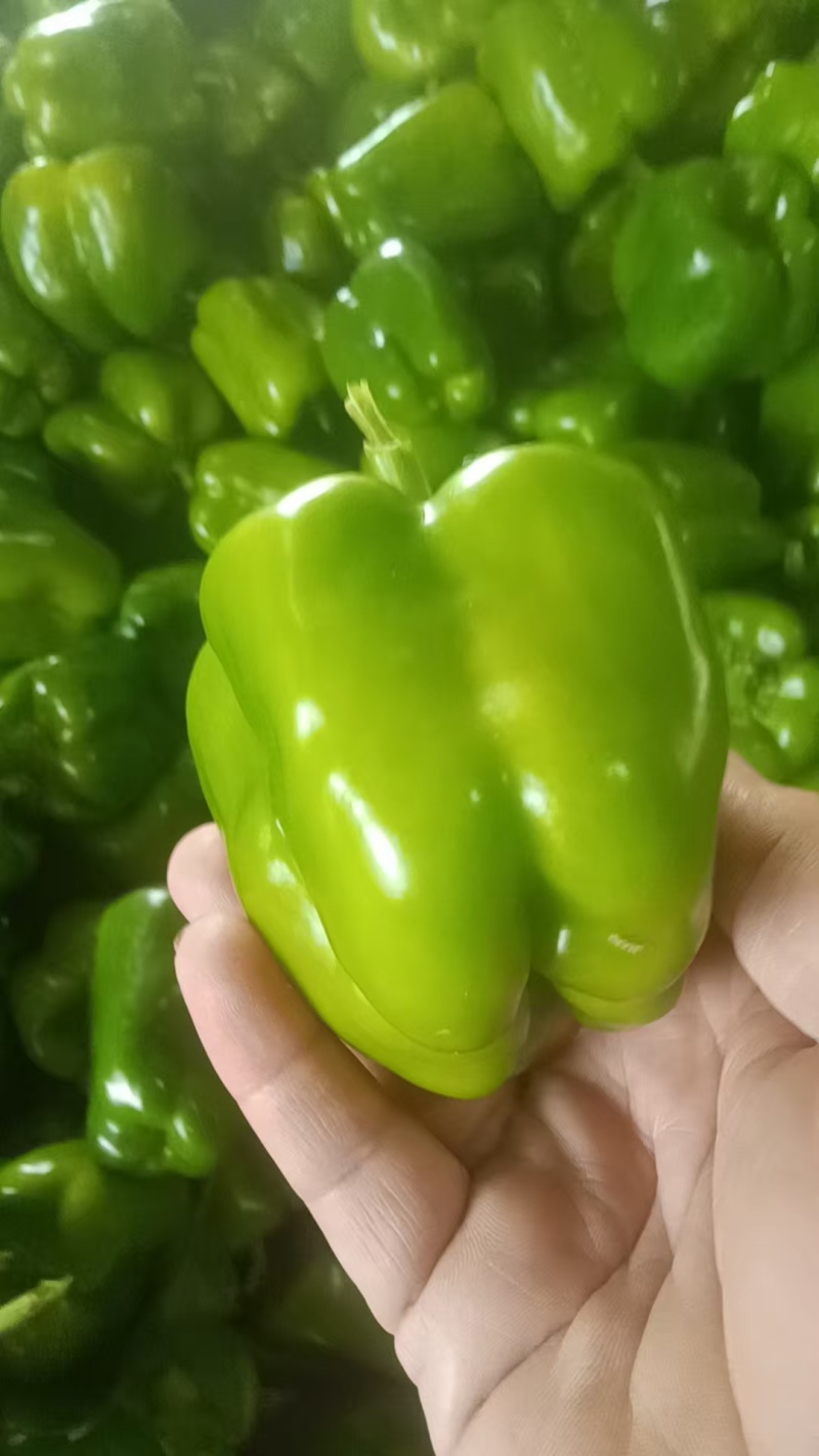 【圆椒】菜椒实力推荐保质保量安阳内黄产地直发辣椒