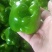 【圆椒】菜椒实力推荐保质保量安阳内黄产地直发辣椒
