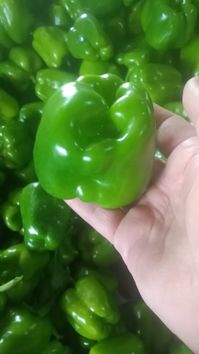 【圆椒】菜椒实力推荐保质保量安阳内黄产地直发辣椒