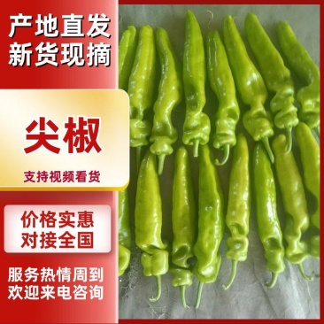 尖椒优质辣椒牛角椒对接市场批发商超电商各种辣椒品种
