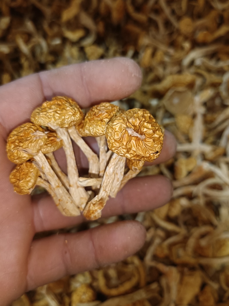 精品去根滑子菇，滑子蘑，福建古田食用菌批发市场