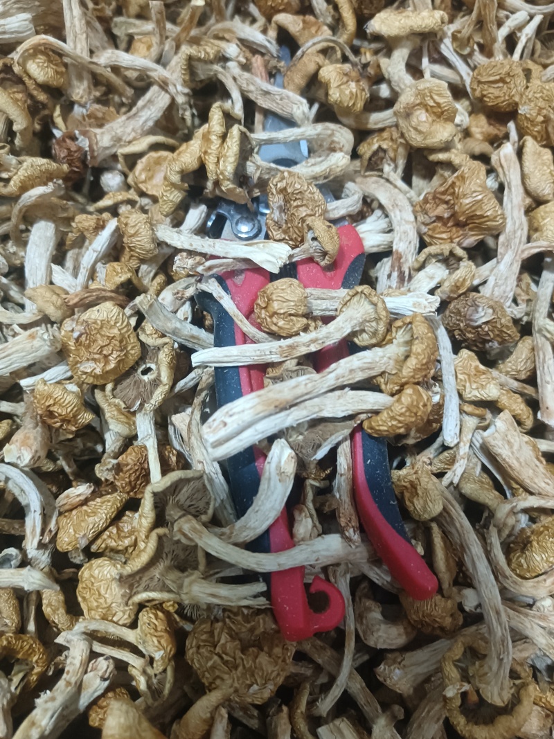 精品去根滑子菇，滑子蘑，福建古田食用菌批发市场