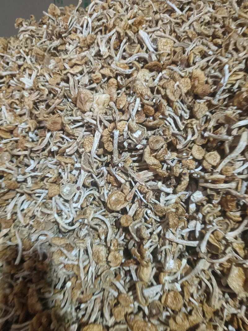精品去根滑子菇，滑子蘑，福建古田食用菌批发市场