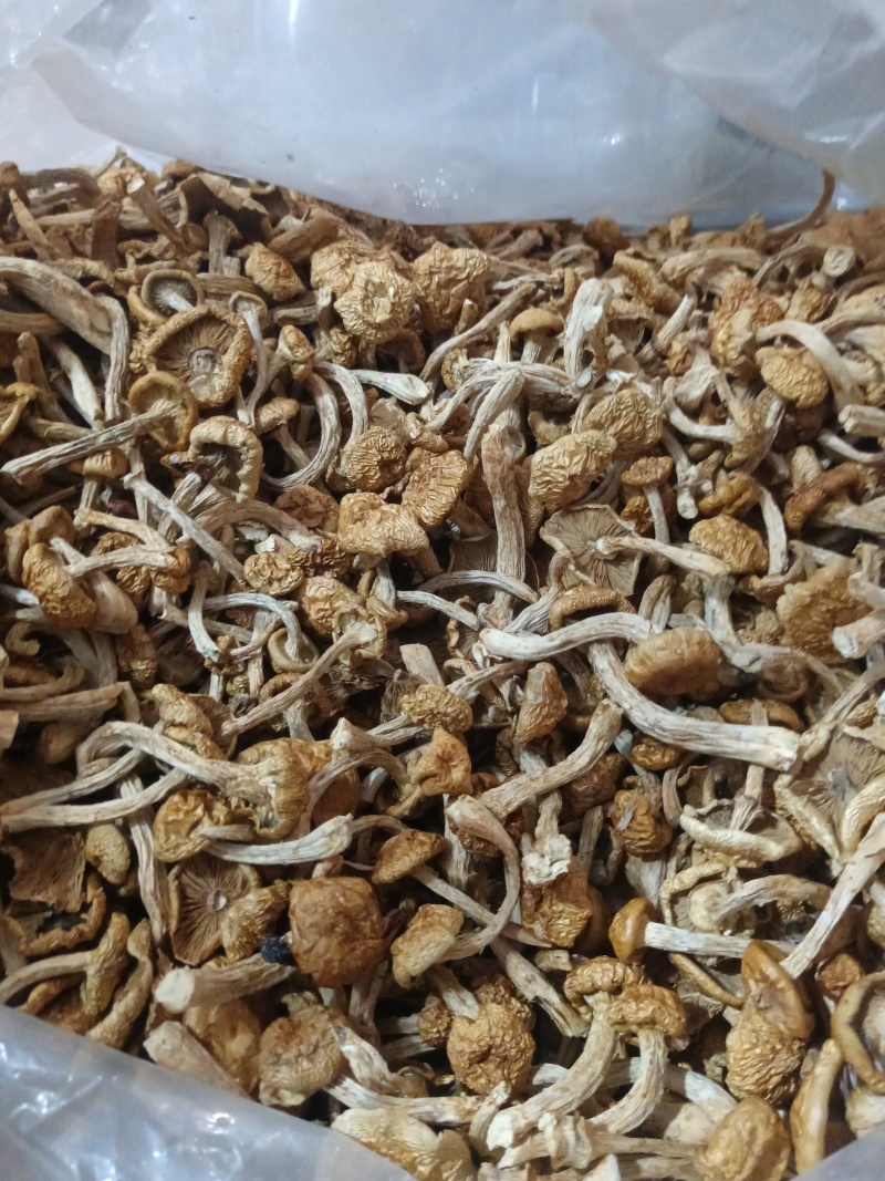 精品去根滑子菇，滑子蘑，福建古田食用菌批发市场
