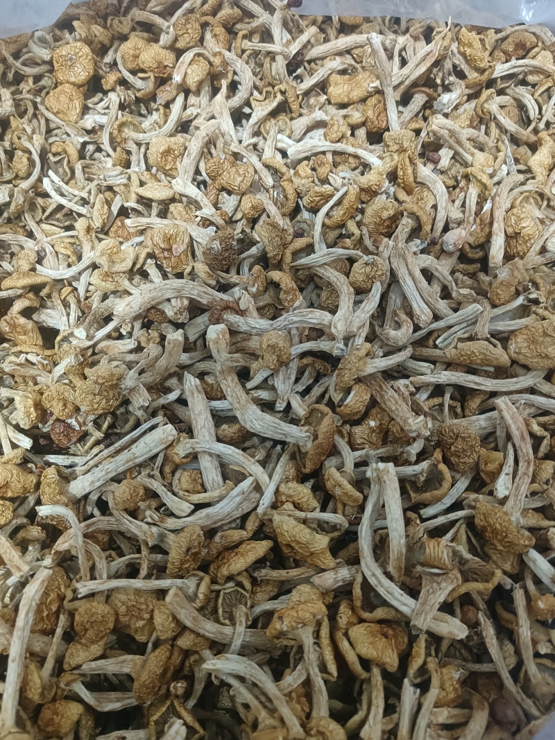 精品去根滑子菇，滑子蘑，福建古田食用菌批发市场