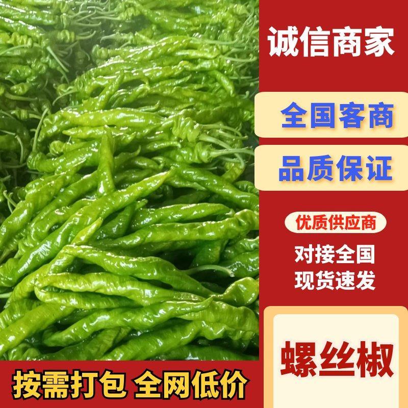实力推荐螺丝椒大量上市河南辣椒内黄县直发现摘现发