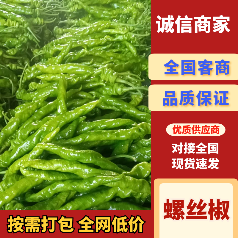 实力推荐螺丝椒大量上市河南辣椒内黄县直发现摘现发