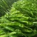 实力推荐螺丝椒大量上市河南辣椒内黄县直发现摘现发