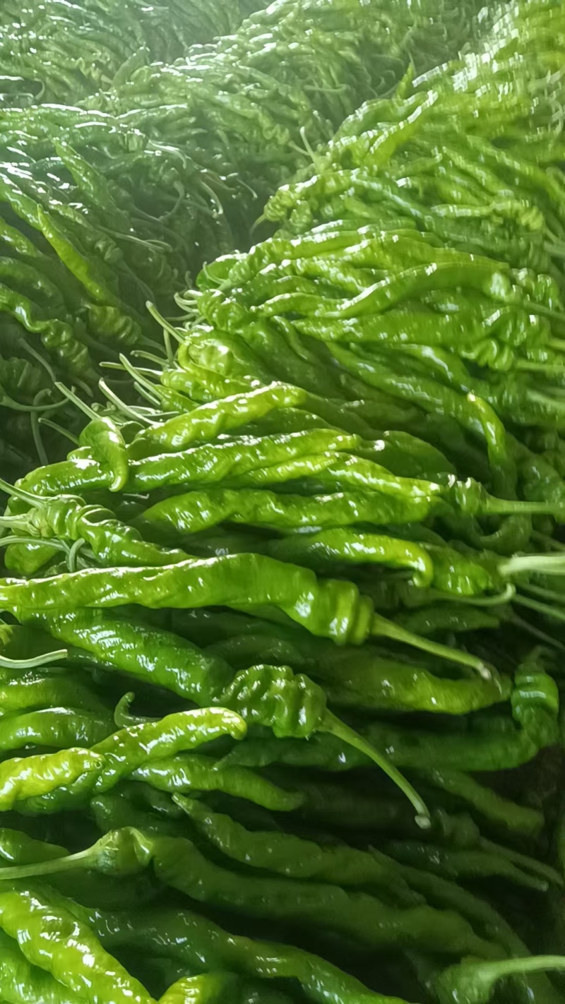 实力推荐螺丝椒大量上市河南辣椒内黄县直发现摘现发