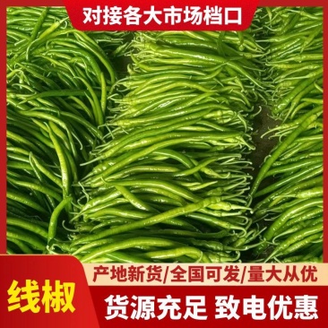 青线椒条形直看货论价蔬菜基地直发一手货源螺丝椒