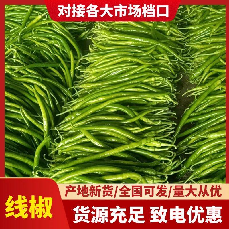 青线椒条形直看货论价蔬菜基地直发一手货源螺丝椒