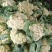 《山东菜花》散花/白花菜花/白面青梗松花菜/产地直发